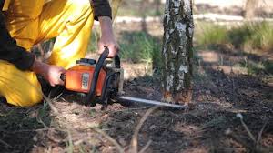 Best Tree and Shrub Care  in Jonesville, VA